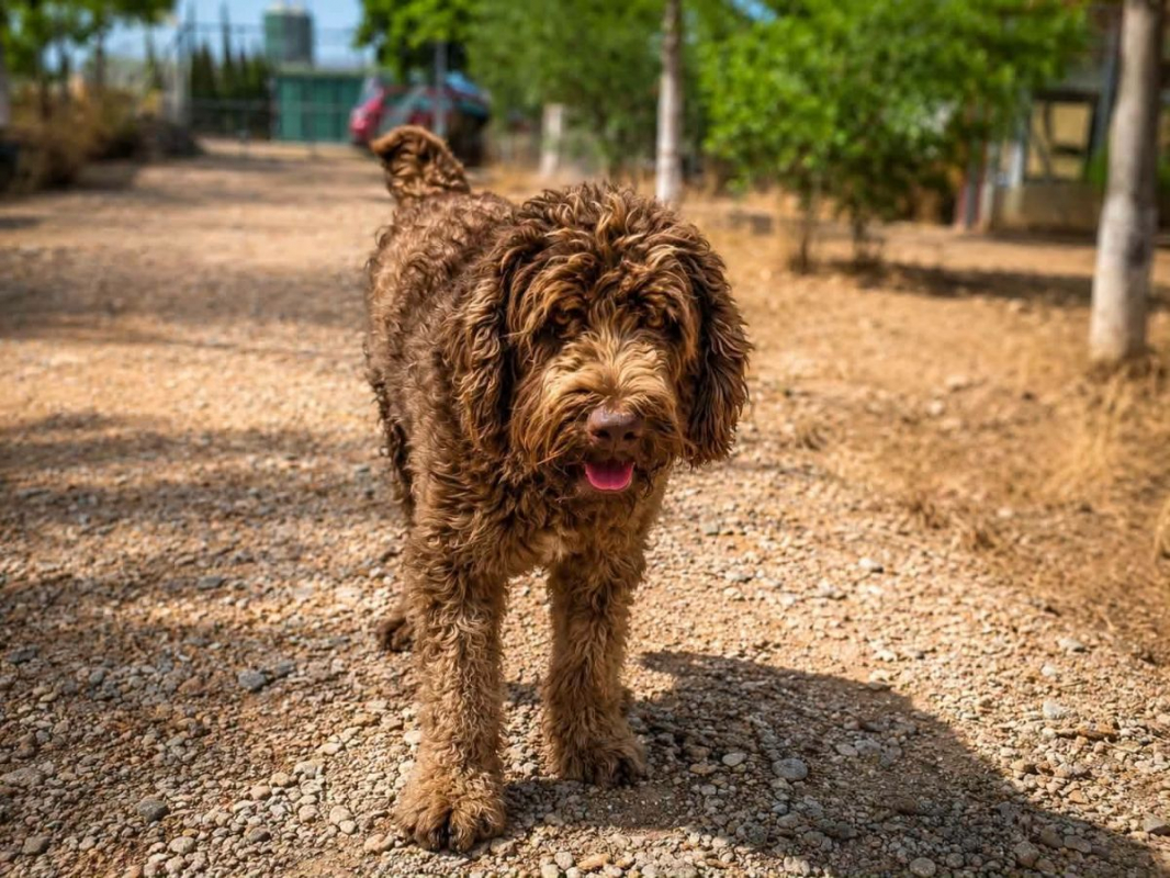 Photo #6 de Scooby à l'adoption dans toute la France 