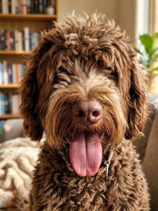 Scooby à l'adoption dans toute la France - Chien à adopter - photo 10
