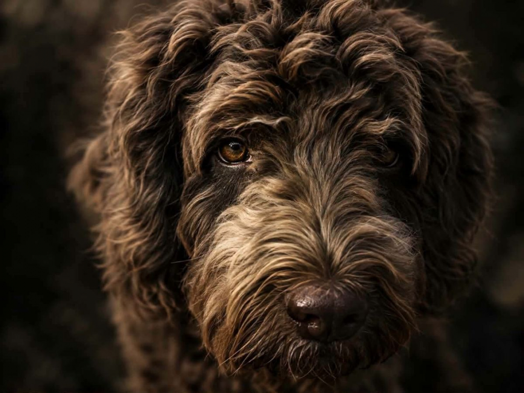 Photo #1 de Scooby à l'adoption dans toute la France 
