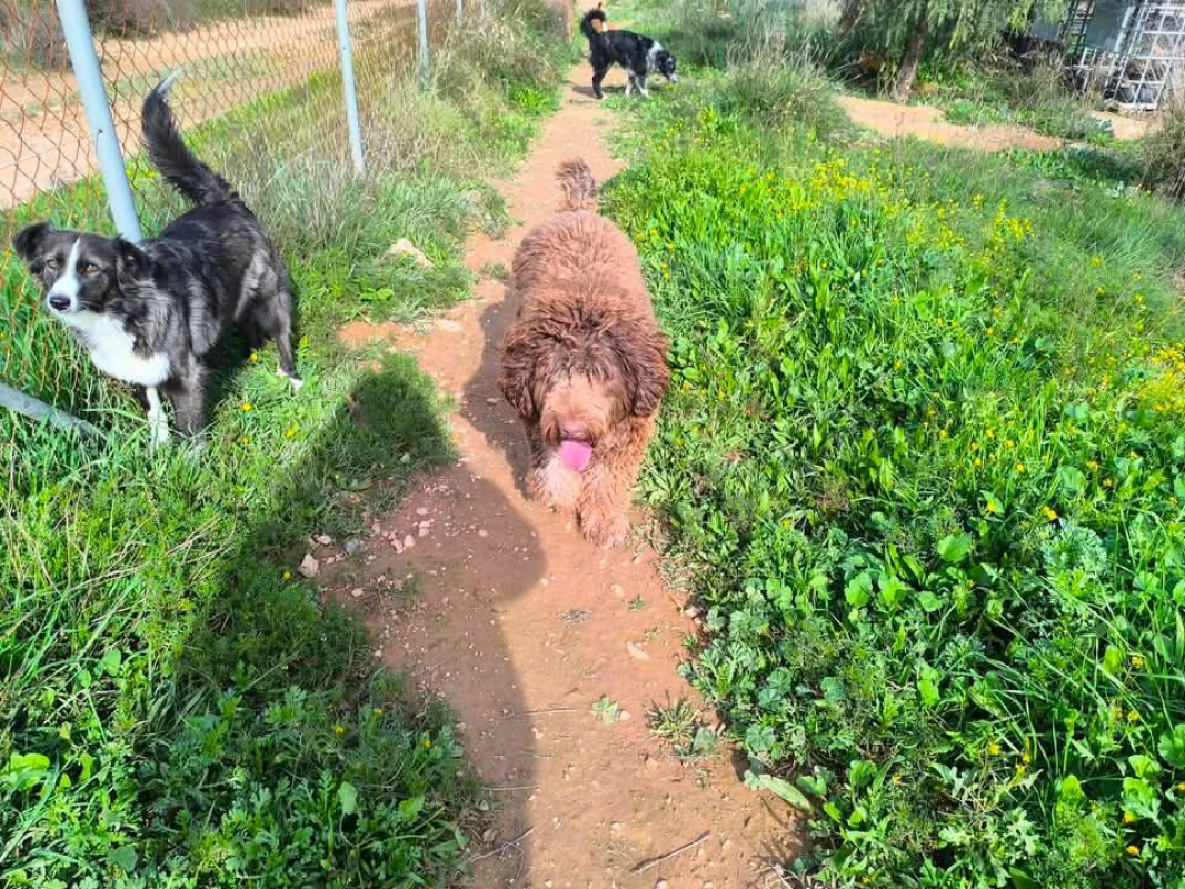 Photo #2 de Scooby à l'adoption dans toute la France 