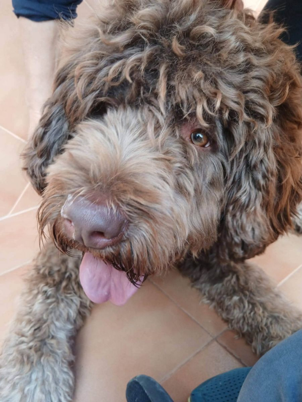 Photo #8 de Scooby à l'adoption dans toute la France 