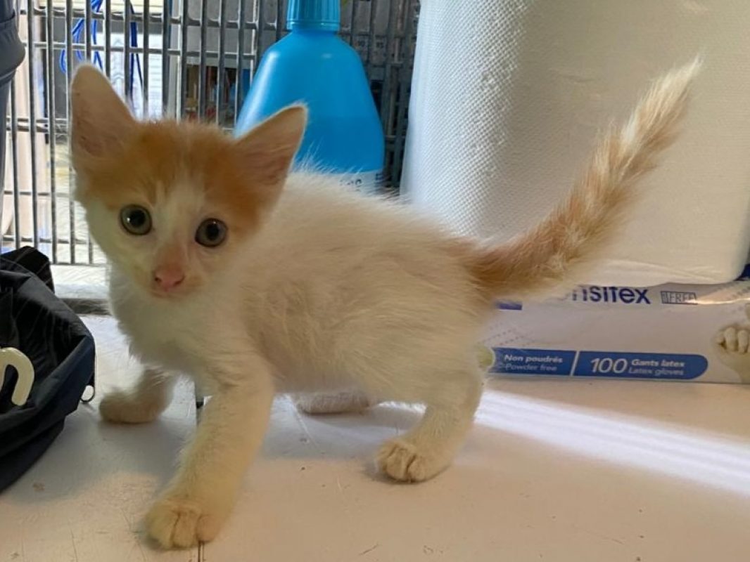 Kiko - Chat Européen à adopter