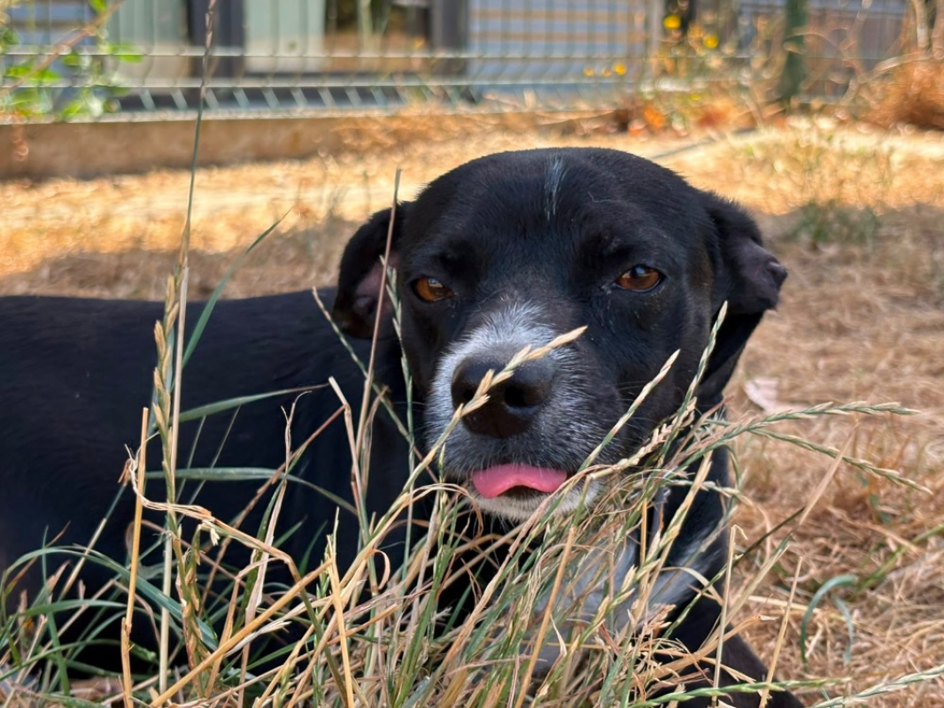 Photo de Tigrou
