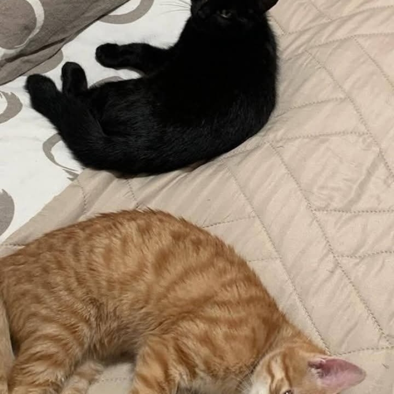 Photo de Cesar et Ugolin