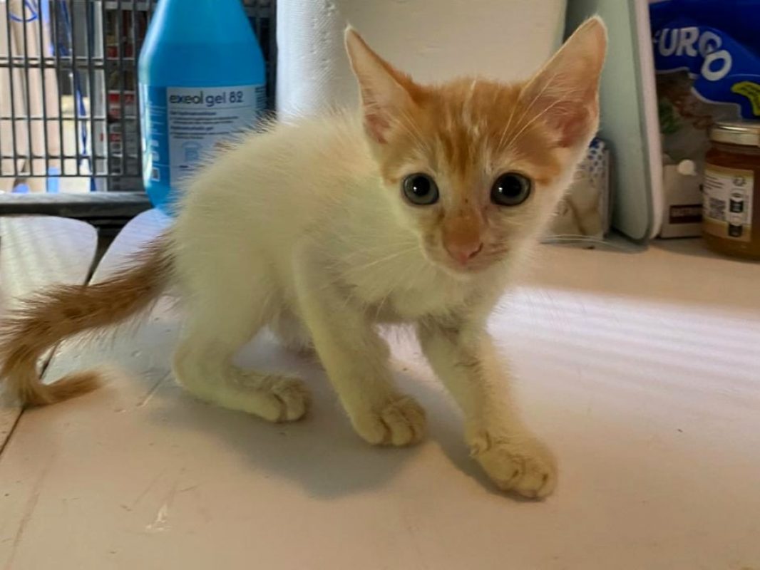 Kalina - Chat Européen à adopter - photo 2