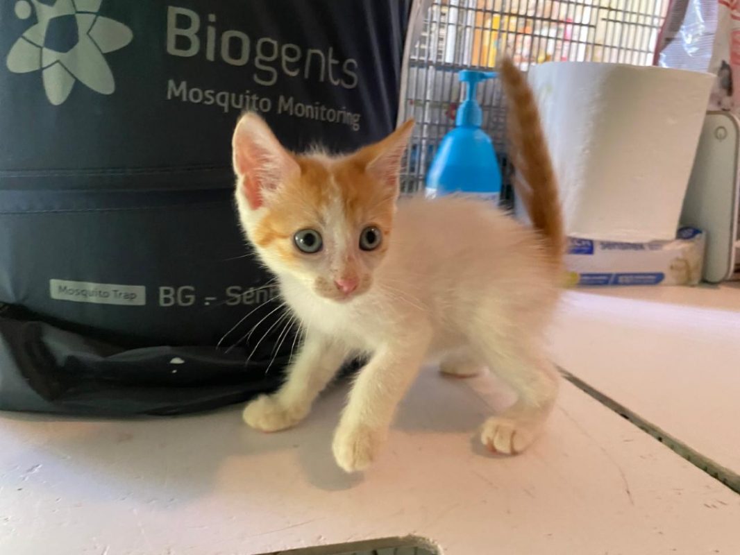 Kimy - Chat Européen à adopter