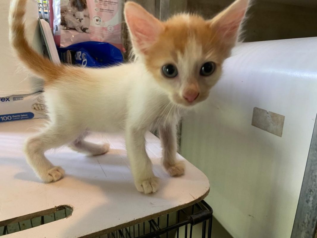 Kloe - Chat Européen à adopter