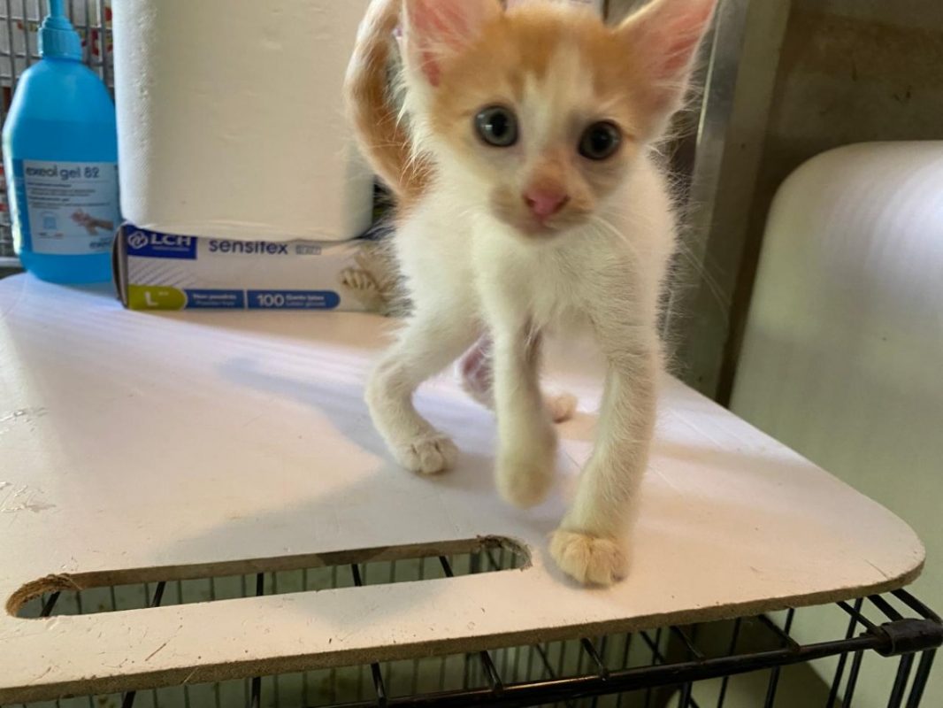 Kloe - Chat Européen à adopter - photo 2
