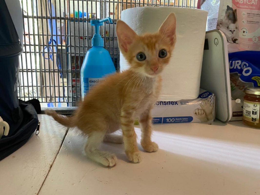 Kazan - Chat Européen à adopter