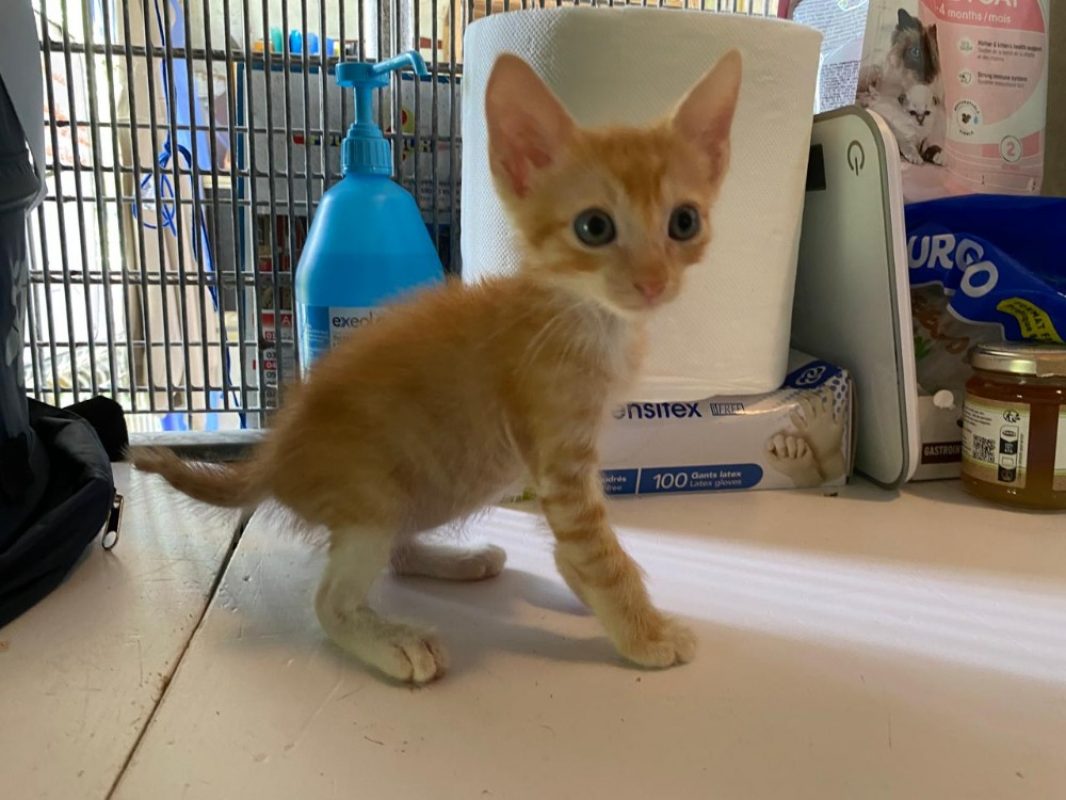 Kazan - Chat Européen à adopter - photo 2