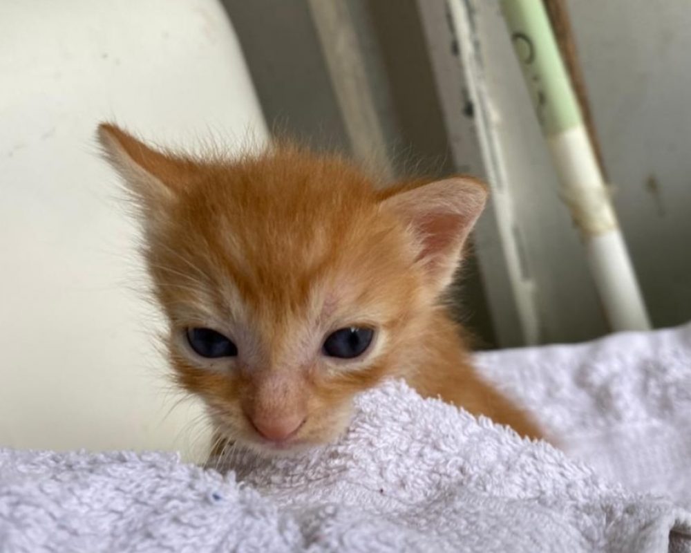 Kazan - Chat Européen à adopter - photo 3
