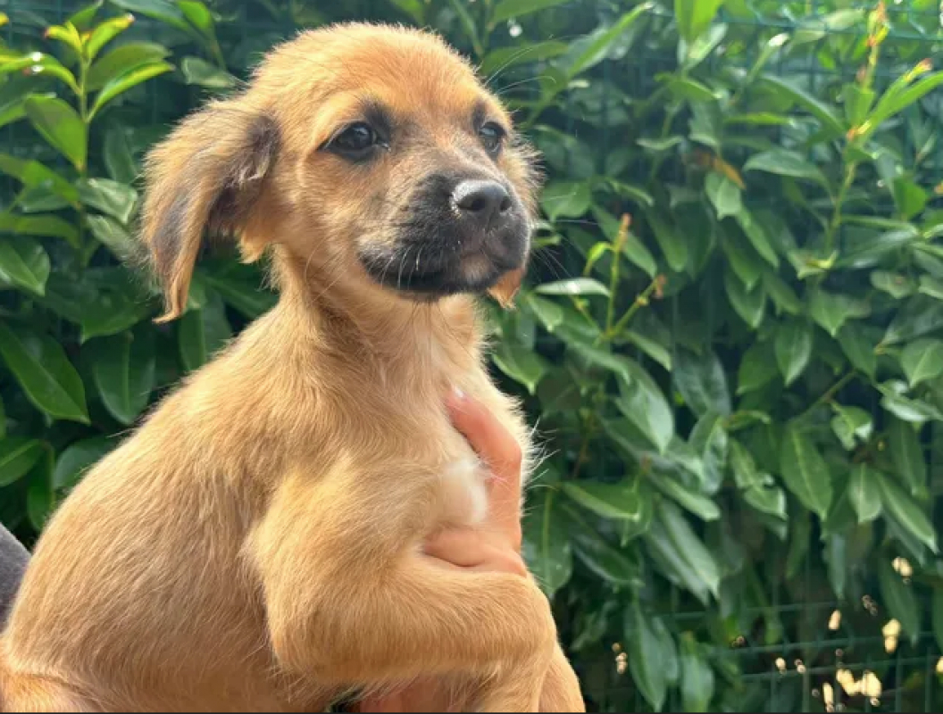 Photo #1 de Puppy