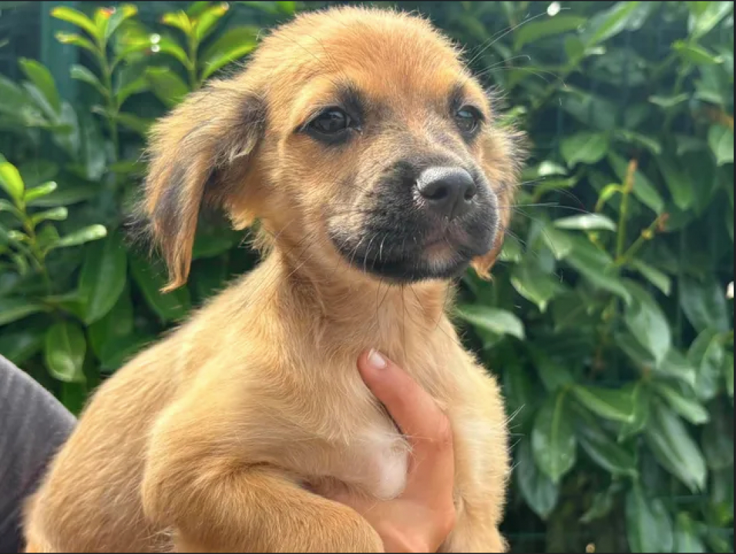 Photo #3 de Puppy