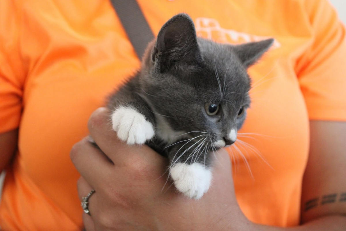 Photo #2 de Dora