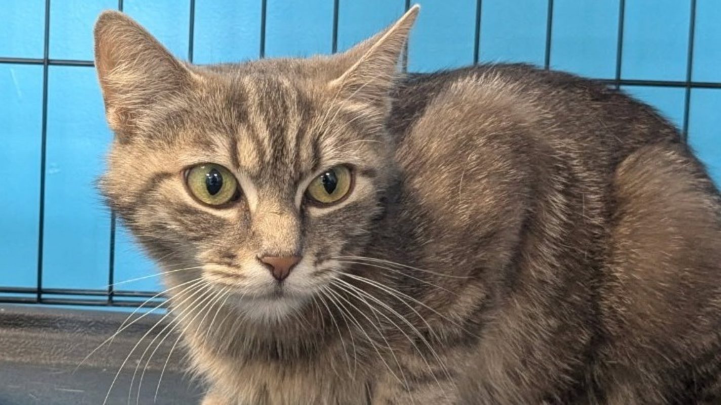 Pipounette - Chat Européen à adopter