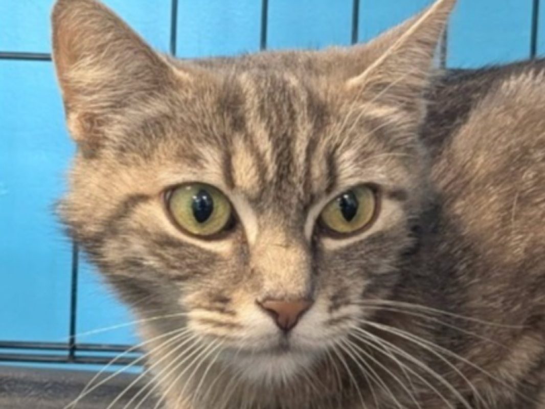 Pipounette - Chat Européen à adopter
