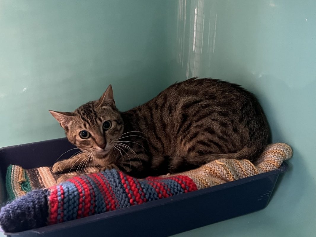 Choupy - Chat Européen à adopter