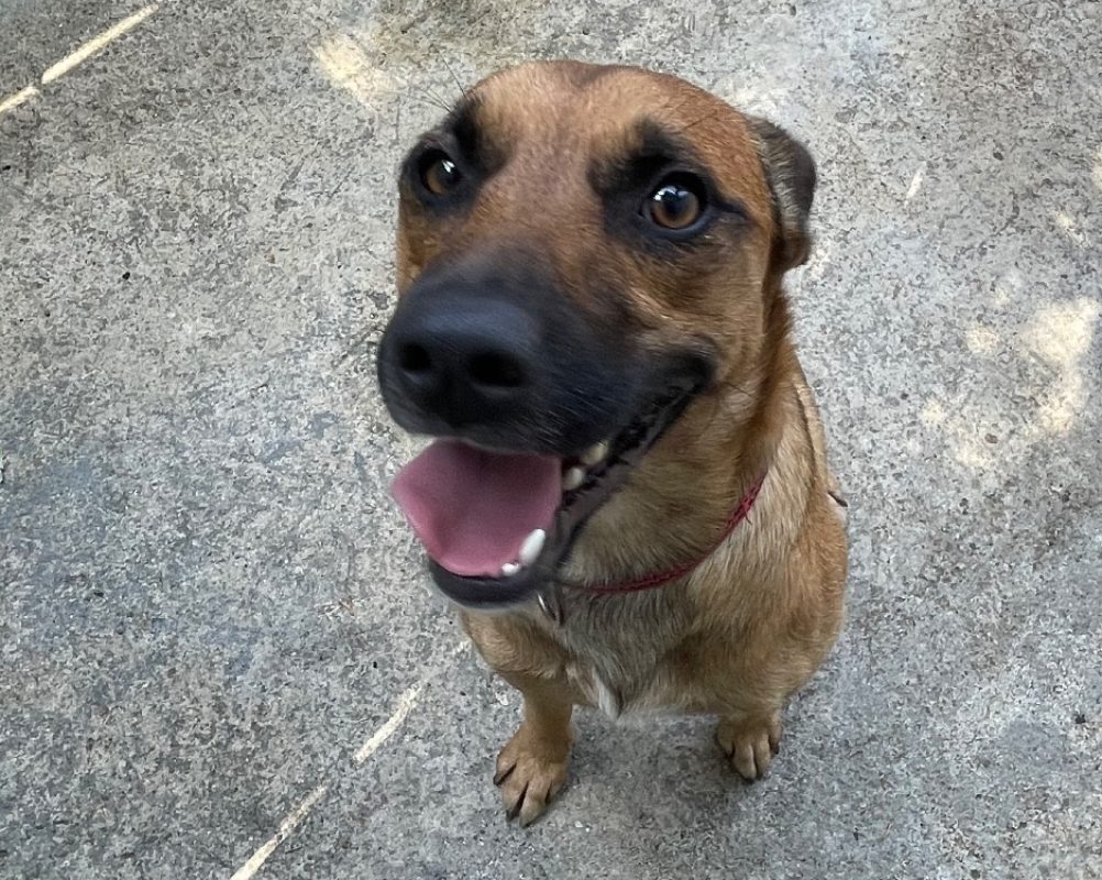 Tchoulo - Chien à adopter