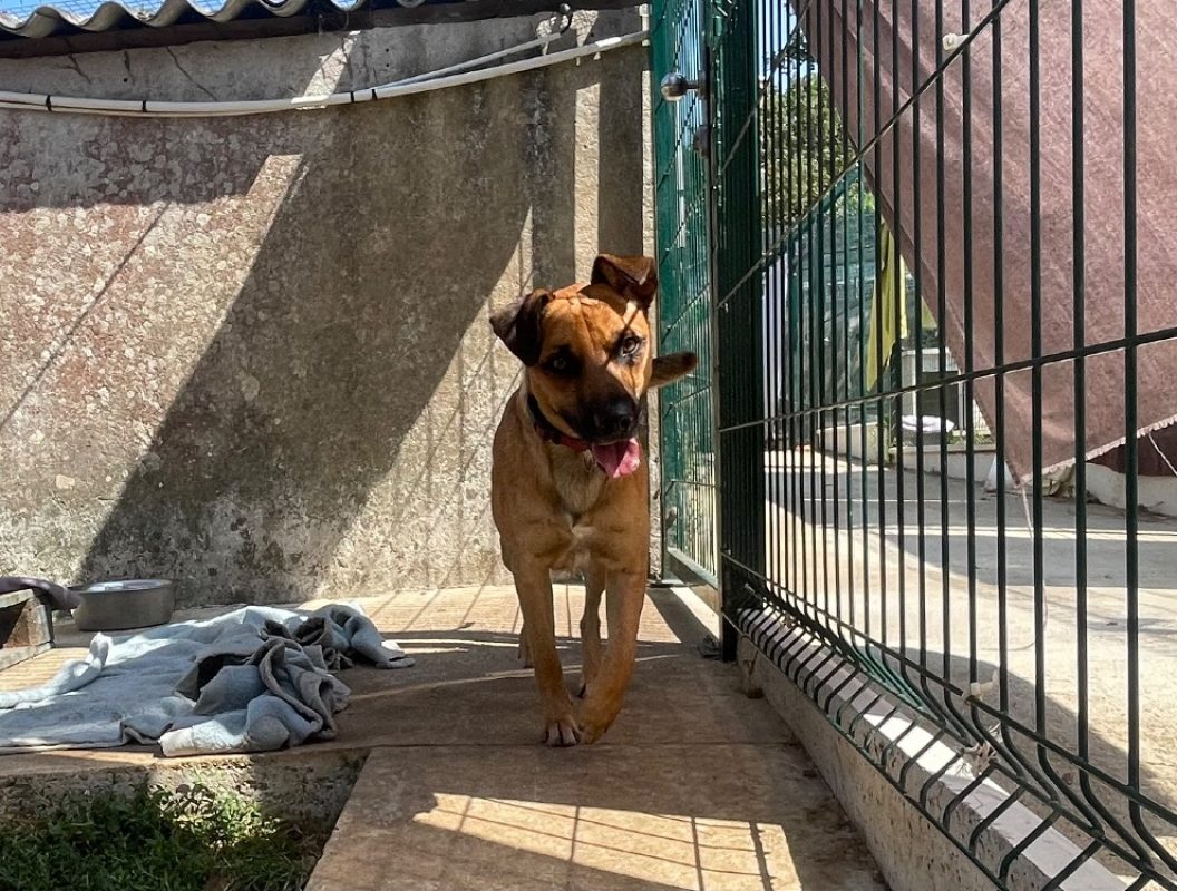 Tchoulo - Chien à adopter - photo 2