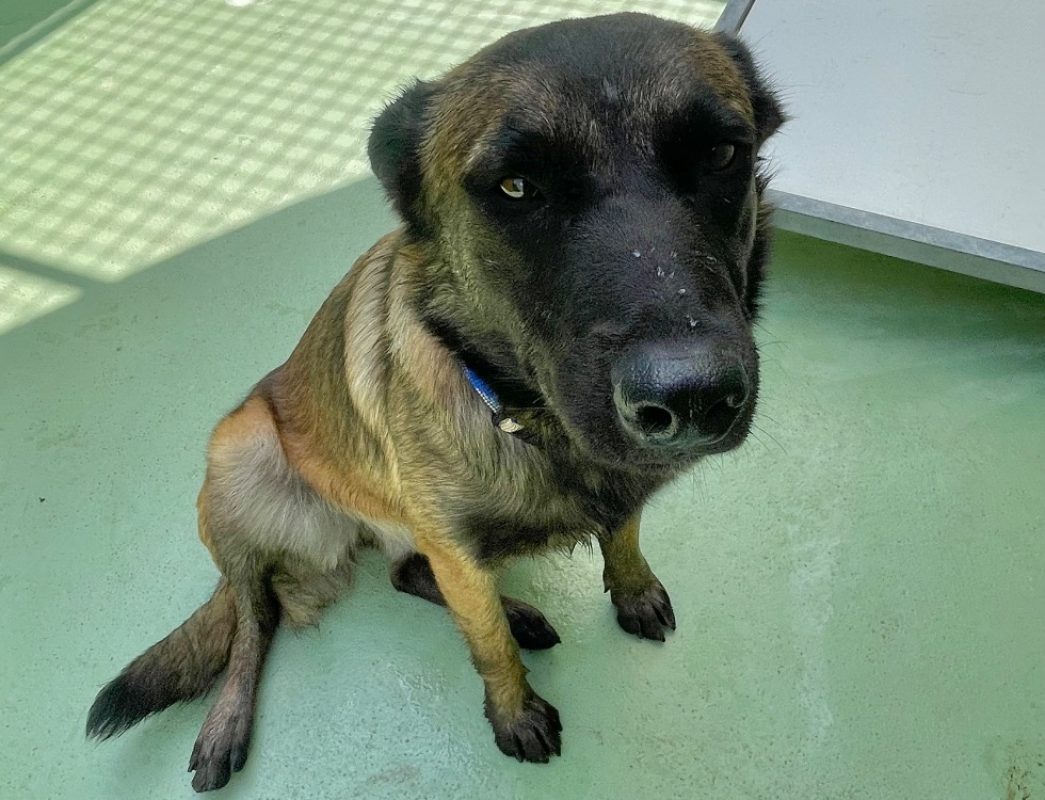 Vérone - Chien Berger Belge Malinois à adopter