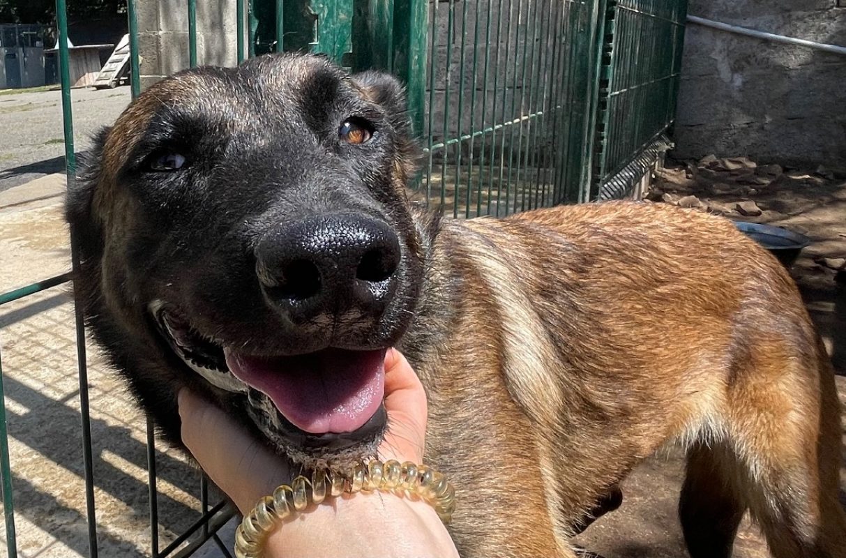 Vérone - Chien Berger Belge Malinois à adopter - photo 2