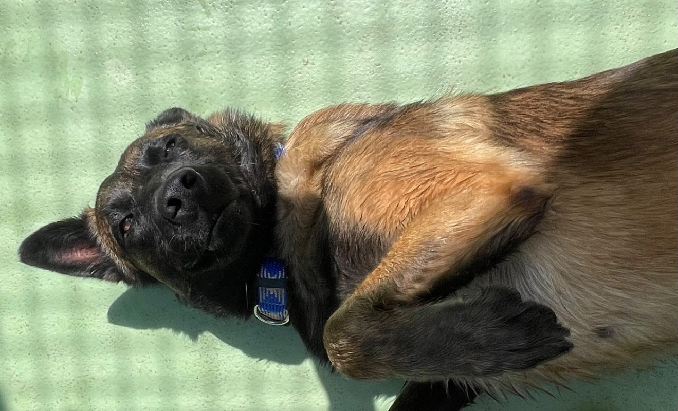 Vérone - Chien Berger Belge Malinois à adopter - photo 3
