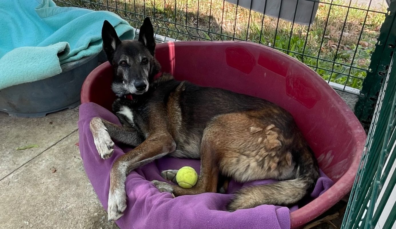 Toutoune - Chien Berger Belge Malinois à adopter