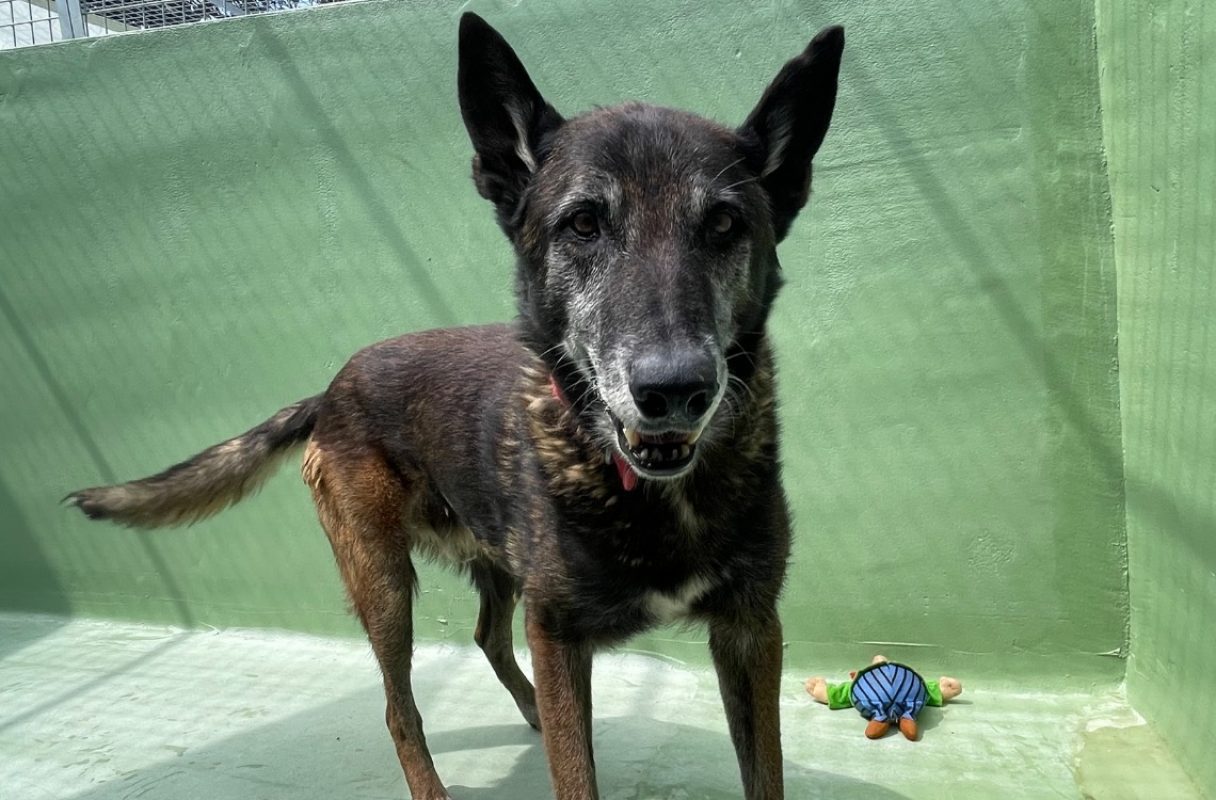 Toutoune - Chien Berger Belge Malinois à adopter - photo 2