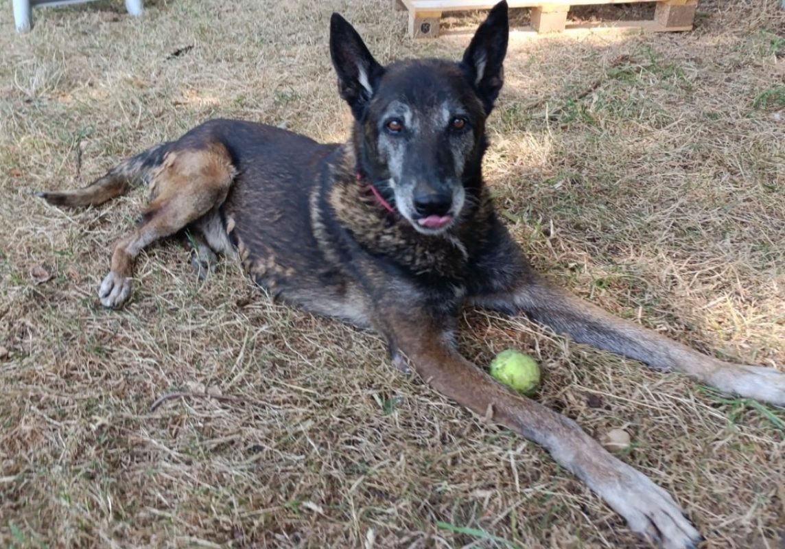 Toutoune - Chien Berger Belge Malinois à adopter - photo 3