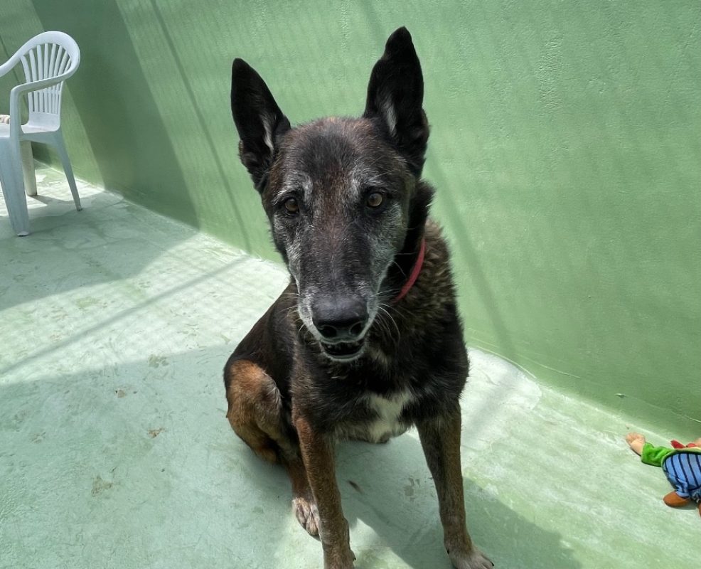 Toutoune - Chien Berger Belge Malinois à adopter - photo 4