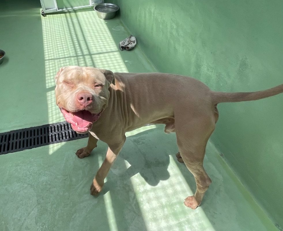 Poufpouf - Chien à adopter
