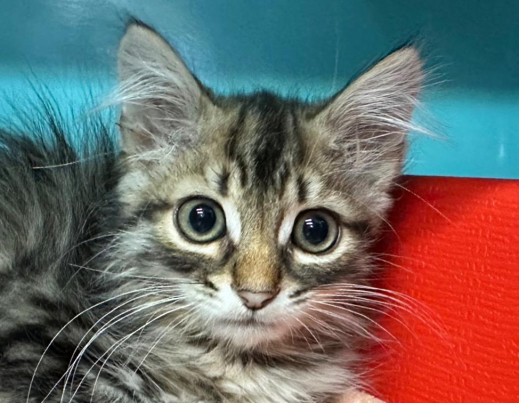 Photo de Viking