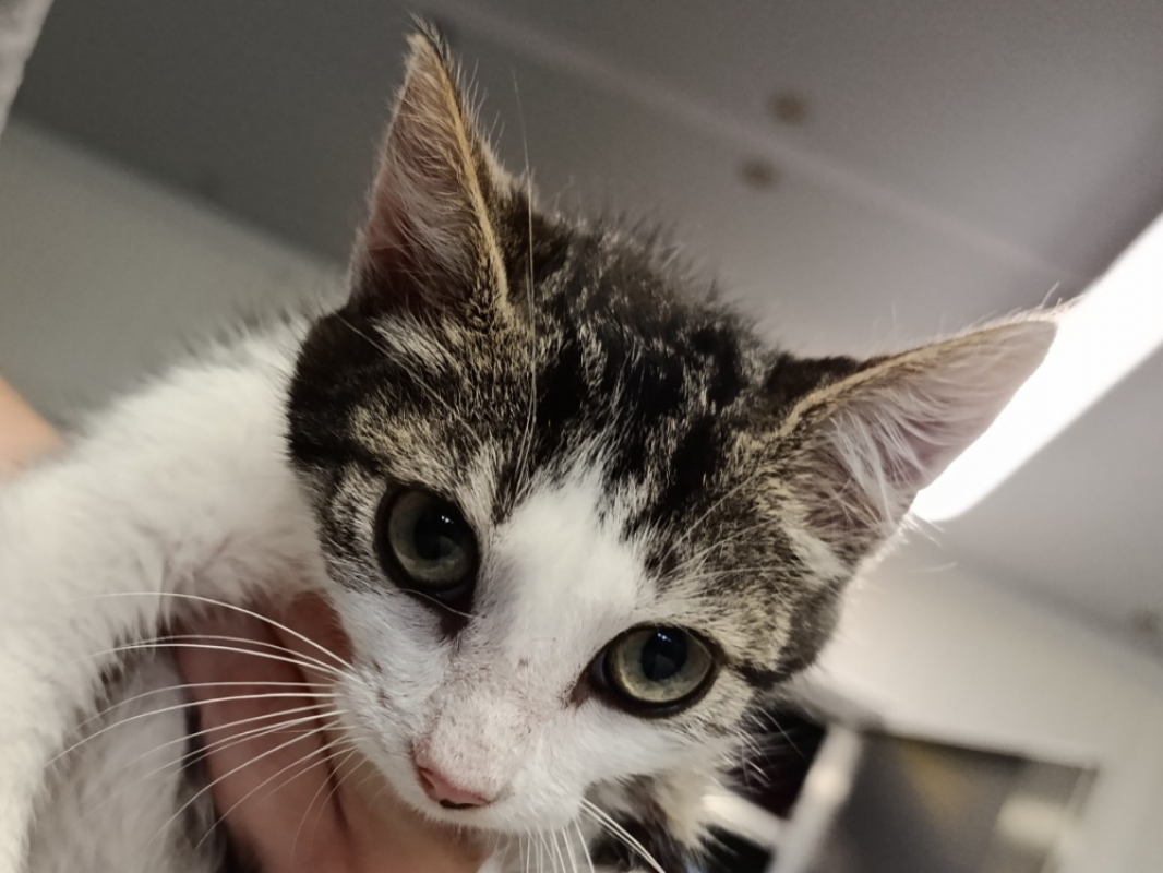 Photo de Kingston