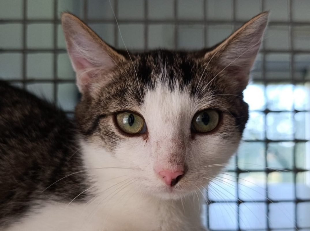 Kingston - Chat Européen à adopter