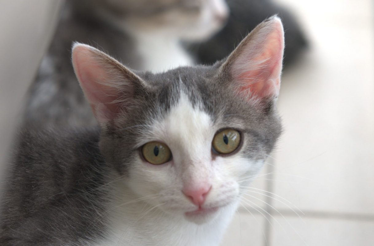 Bogota - Chat Européen à adopter