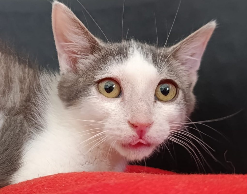 Bogota - Chat Européen à adopter - photo 2