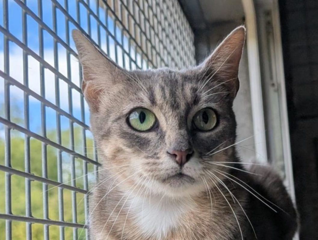 Leetchi - Chat Européen à adopter
