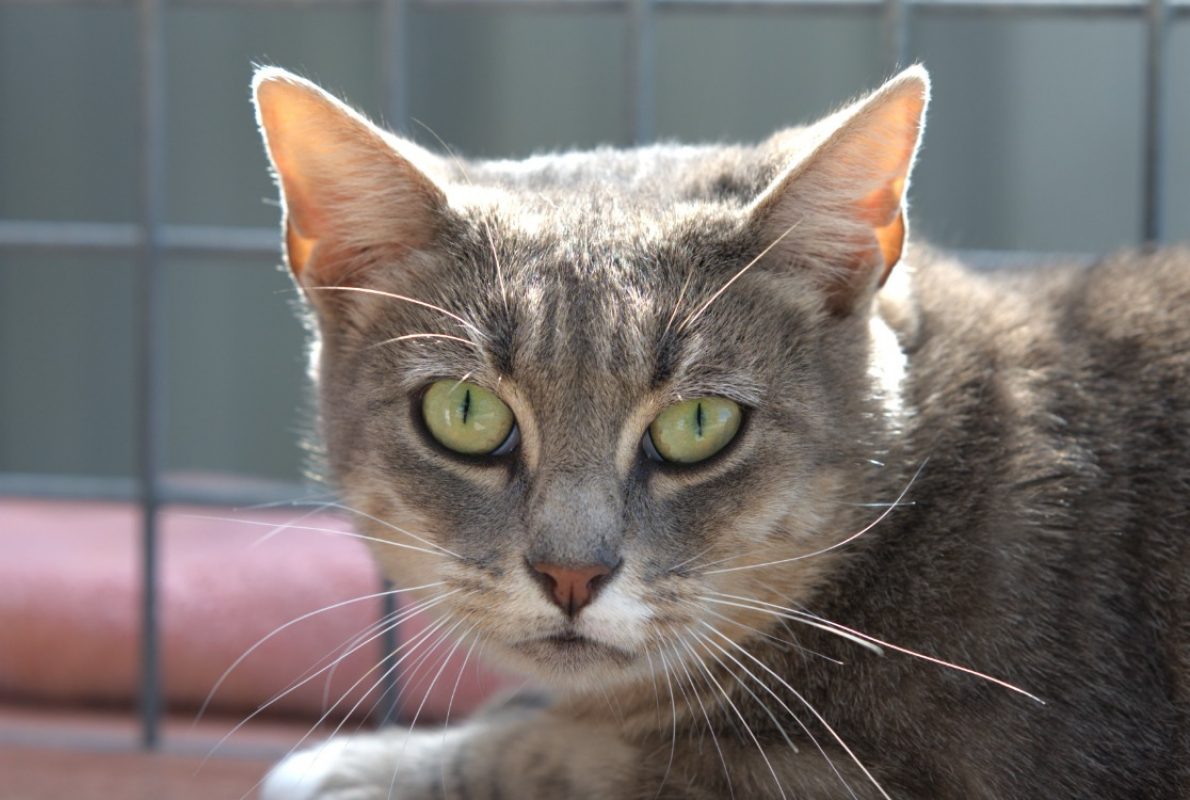 Leetchi - Chat Européen à adopter