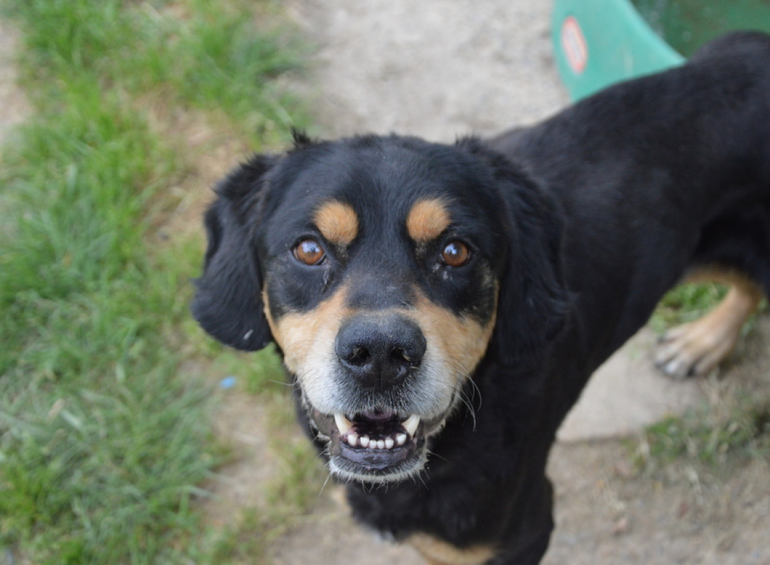 Photo #1 de Ayron chao