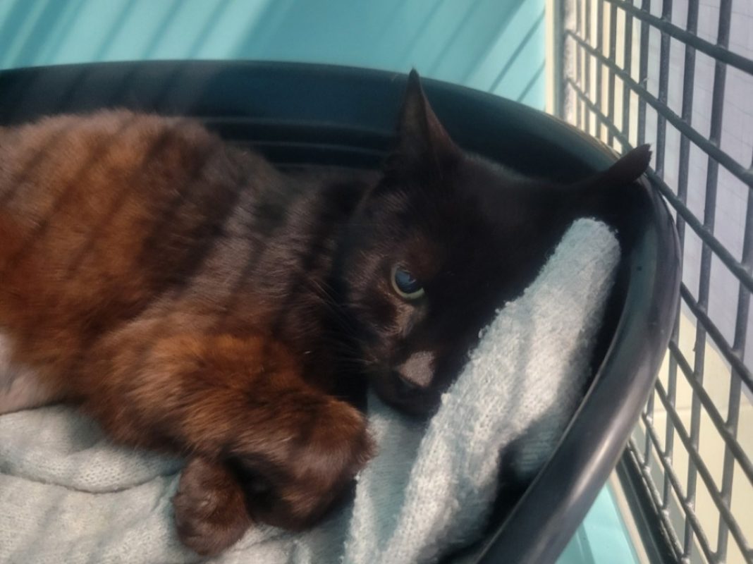 Froggy - Chat Européen à adopter