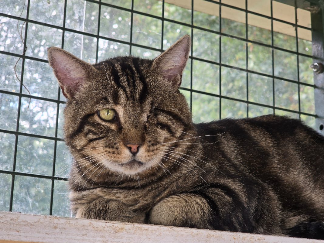 Mario - Chat Européen à adopter