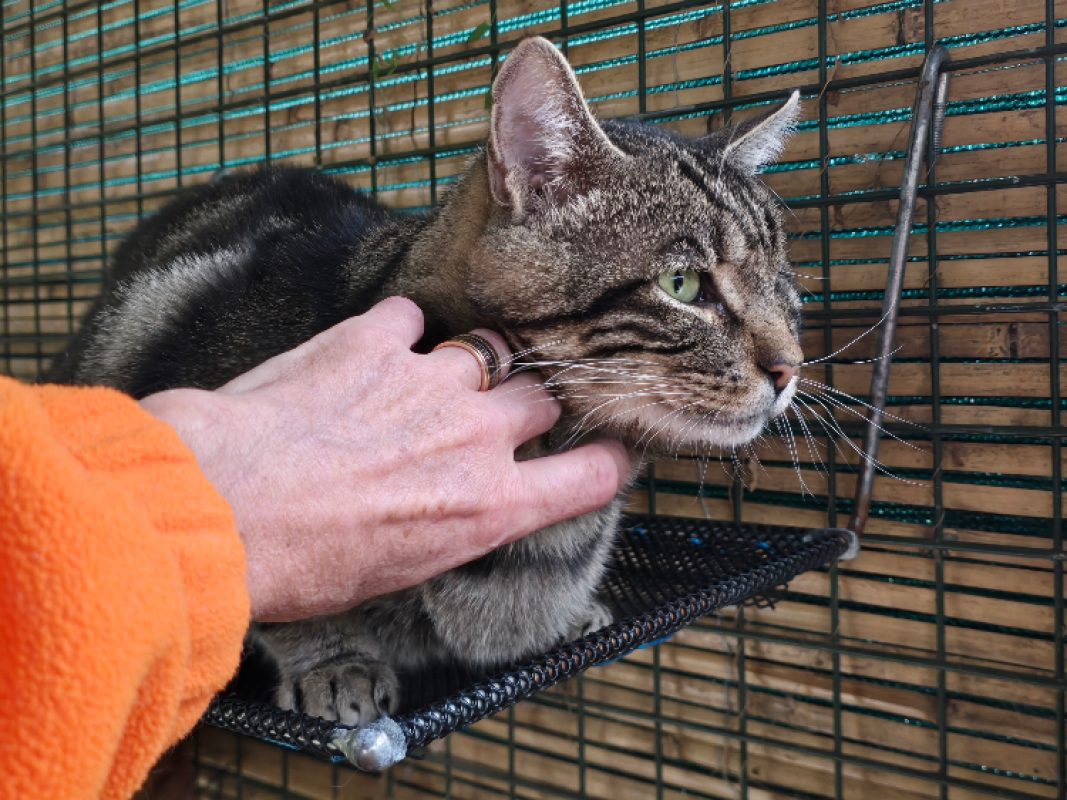 Mario - Chat Européen à adopter - photo 2