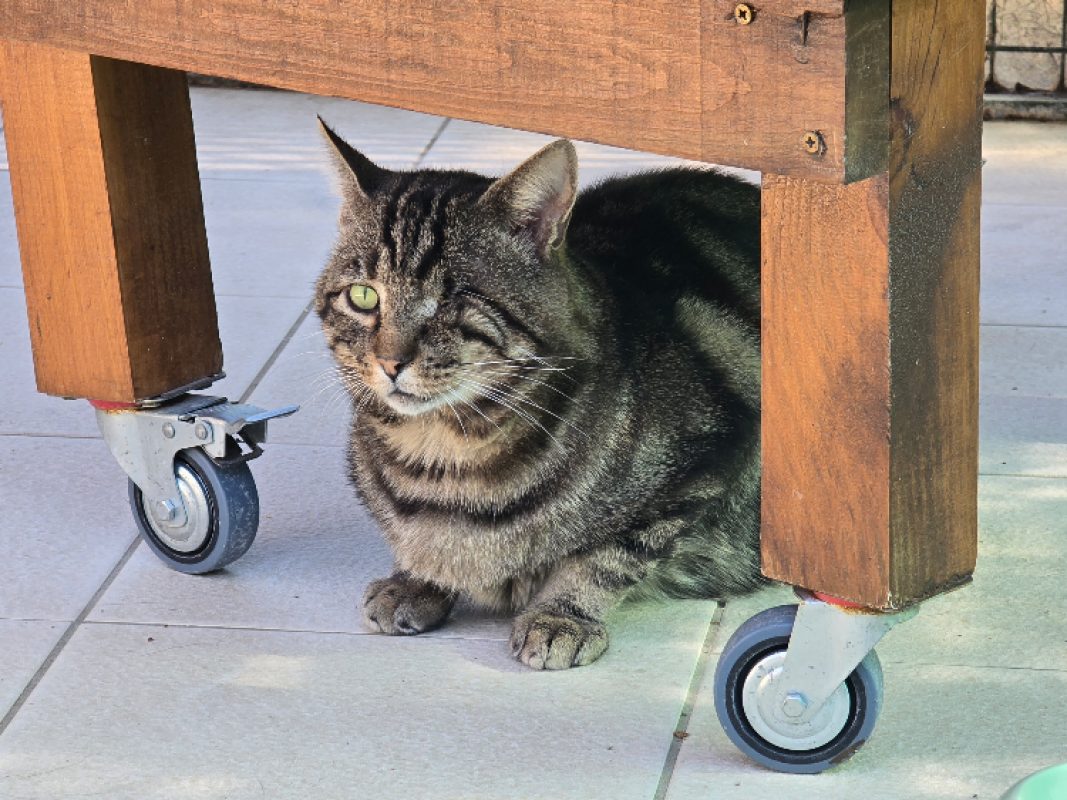 Mario - Chat Européen à adopter - photo 4
