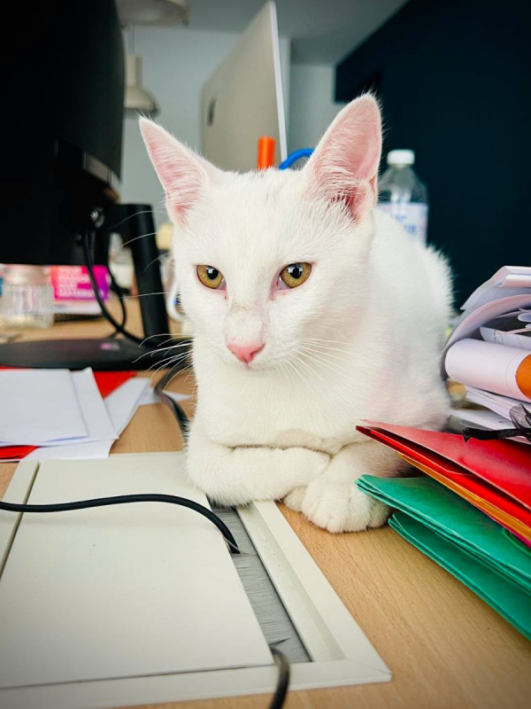 Photo #3 de Casper