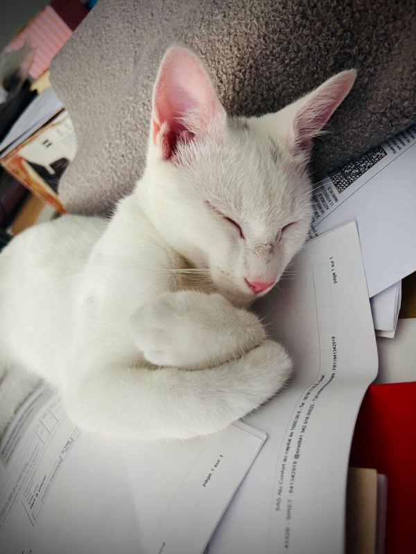 Photo #1 de Casper