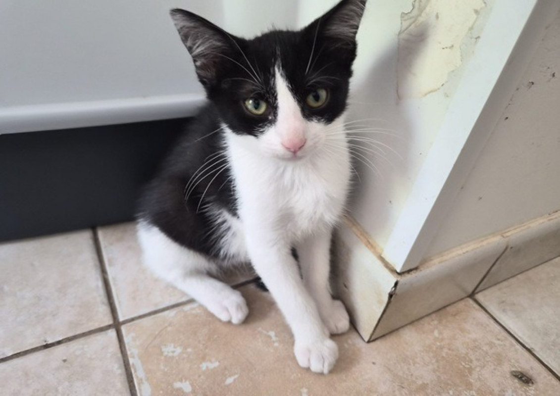 Photo de Oreo