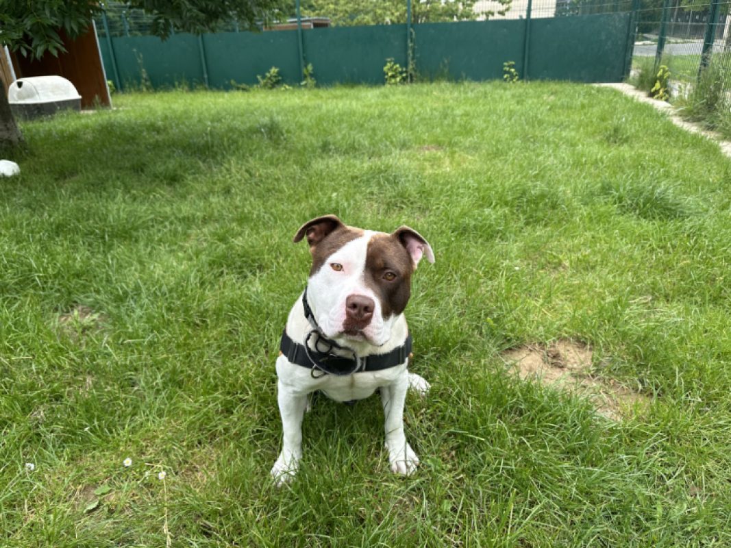 Boyka - Chien American Bully à adopter