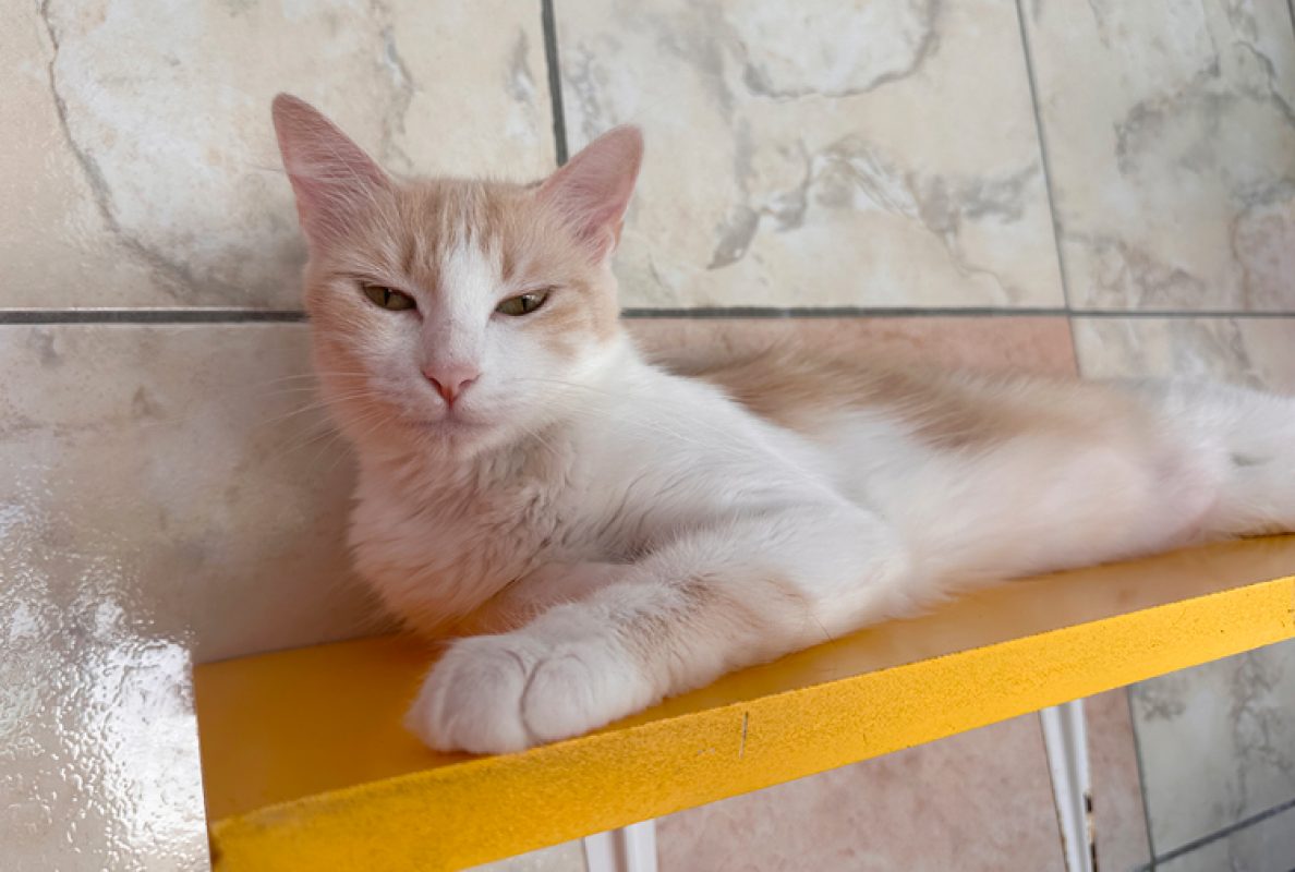 Queency - Chat Européen à adopter