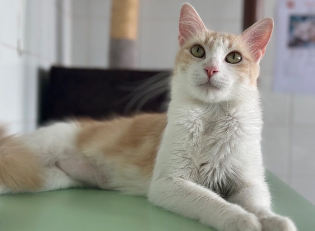 Queency - Chat Européen à adopter - photo 2