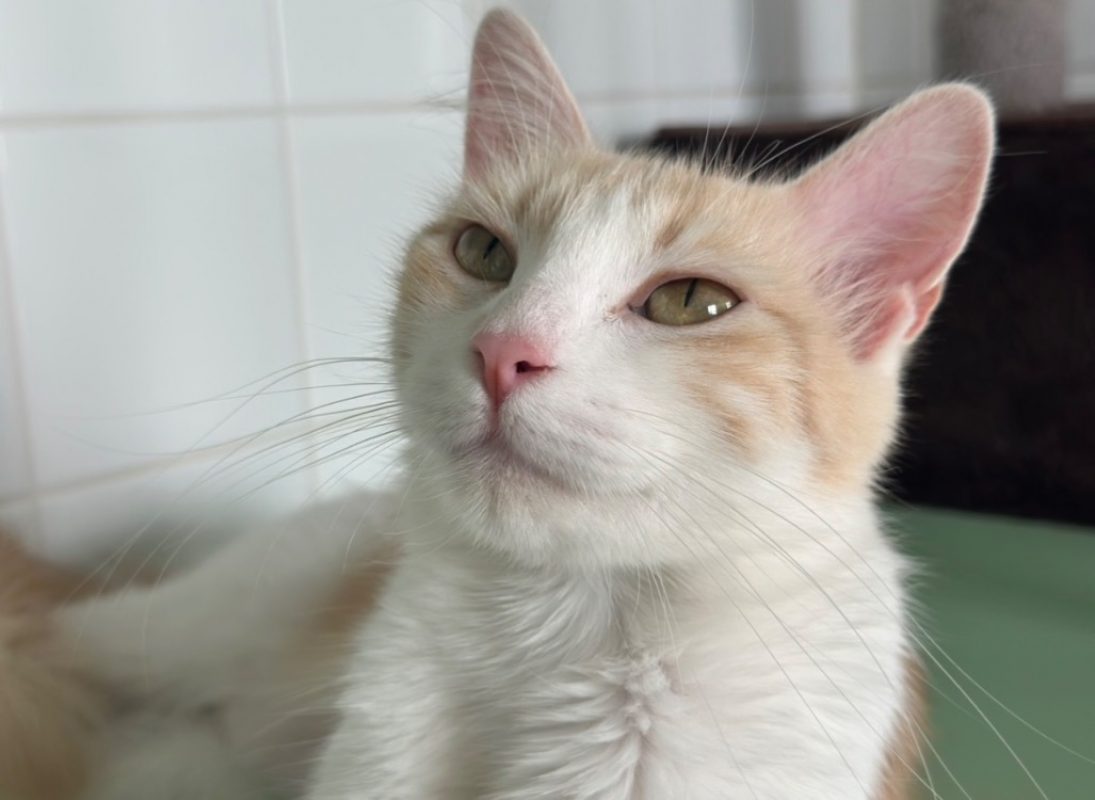Queency - Chat Européen à adopter - photo 3